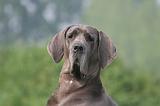 DOGUE ALLEMAND 437